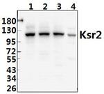 KSR2 Antibody in Western Blot (WB)