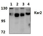 KSR2 Antibody in Western Blot (WB)