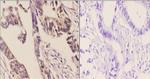 14-3-3 eta Antibody in Immunohistochemistry (Paraffin) (IHC (P))