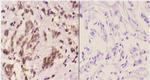 14-3-3 eta Antibody in Immunohistochemistry (Paraffin) (IHC (P))