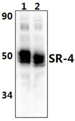 HTR4 Antibody in Western Blot (WB)