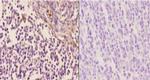 ARR3 Antibody in Immunohistochemistry (Paraffin) (IHC (P))