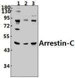 ARR3 Antibody in Western Blot (WB)