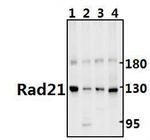 RAD21 Antibody in Western Blot (WB)