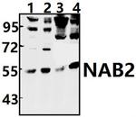 NAB2 Antibody in Western Blot (WB)