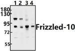 FZD10 Antibody in Western Blot (WB)