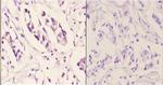 TNFAIP6 Antibody in Immunohistochemistry (Paraffin) (IHC (P))