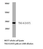 TNFAIP6 Antibody in Western Blot (WB)