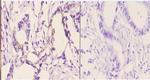 RhoH Antibody in Immunohistochemistry (Paraffin) (IHC (P))