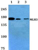 MLH3 Antibody in Western Blot (WB)