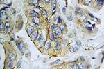 NPY5R Antibody in Immunohistochemistry (Paraffin) (IHC (P))