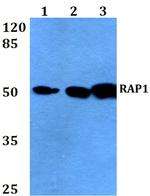 RAP1 Antibody in Western Blot (WB)