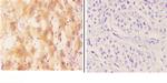 CYP7B1 Antibody in Immunohistochemistry (Paraffin) (IHC (P))