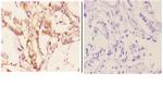 CYP7B1 Antibody in Immunohistochemistry (Paraffin) (IHC (P))