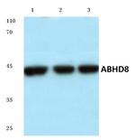 ABHD8 Antibody in Western Blot (WB)