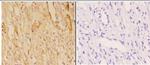 ABCB10 Antibody in Immunohistochemistry (Paraffin) (IHC (P))