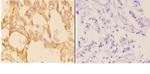 ABCB10 Antibody in Immunohistochemistry (Paraffin) (IHC (P))