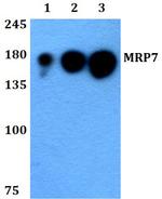 MRP7 Antibody in Western Blot (WB)