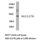 RAI3 Antibody in Western Blot (WB)