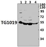 OXER1 Antibody in Western Blot (WB)