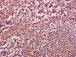 eIF3f Antibody in Immunohistochemistry (Paraffin) (IHC (P))