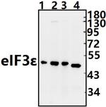 eIF3f Antibody in Western Blot (WB)