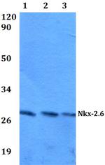 Nkx2.6 Antibody in Western Blot (WB)