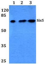 SIX5 Antibody in Western Blot (WB)