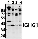 IGHG1 Antibody in Western Blot (WB)