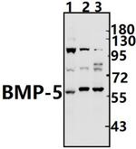 BMP-5 Antibody in Western Blot (WB)