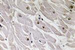 PAX1 Antibody in Immunohistochemistry (Paraffin) (IHC (P))