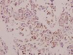 Cathepsin H Antibody in Immunohistochemistry (Paraffin) (IHC (P))