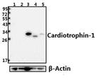 Cardiotrophin 1 Antibody in Western Blot (WB)