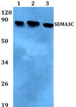 SEMA3C Antibody in Western Blot (WB)