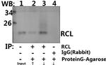 RCL Antibody in Immunoprecipitation (IP)