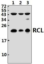 RCL Antibody in Western Blot (WB)