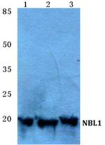 NBL1 Antibody in Western Blot (WB)