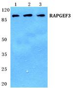 RAPGEF3 Antibody in Western Blot (WB)