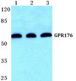 GPR176 Antibody in Western Blot (WB)