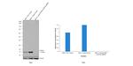 IFITM3 Antibody in Western Blot (WB)