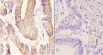 ZC3H8 Antibody in Immunohistochemistry (Paraffin) (IHC (P))