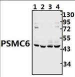PSMC6 Antibody in Western Blot (WB)