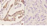 RGS5 Antibody in Immunohistochemistry (Paraffin) (IHC (P))