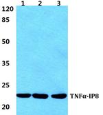 TNFAIP8 Antibody in Western Blot (WB)