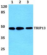 TRIP13 Antibody in Western Blot (WB)