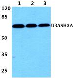 UBASH3A Antibody in Western Blot (WB)