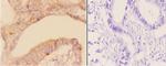 ADAM23 Antibody in Immunohistochemistry (Paraffin) (IHC (P))