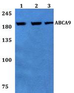 ABCA9 Antibody in Western Blot (WB)