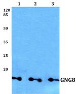 GNG8 Antibody in Western Blot (WB)