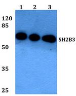 LNK Antibody in Western Blot (WB)